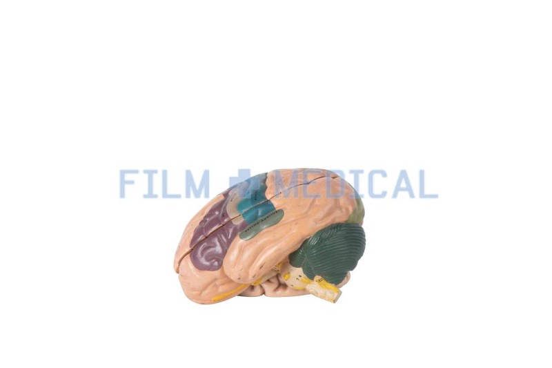 Brain Model 